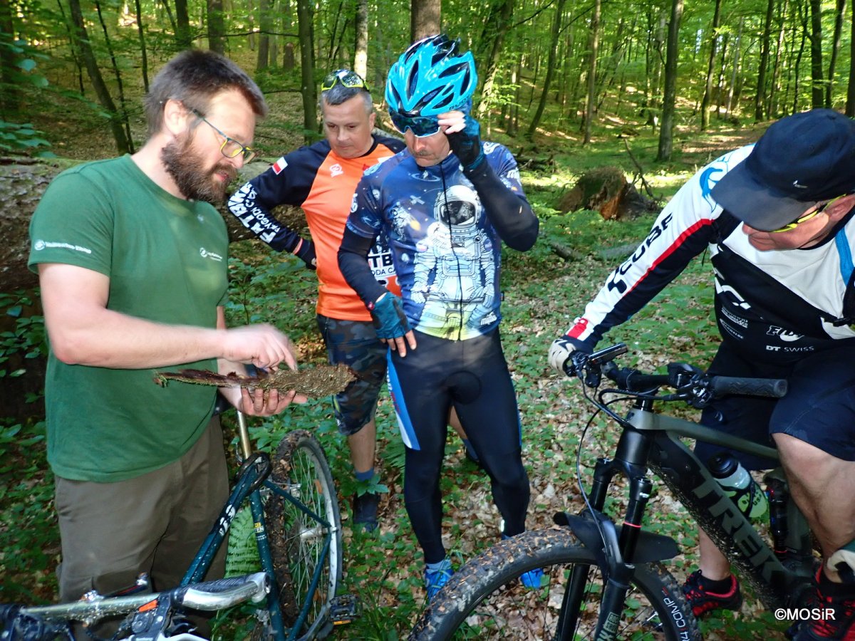 MOSiR zaprasza: Rowerowe spacery z leśnikiem