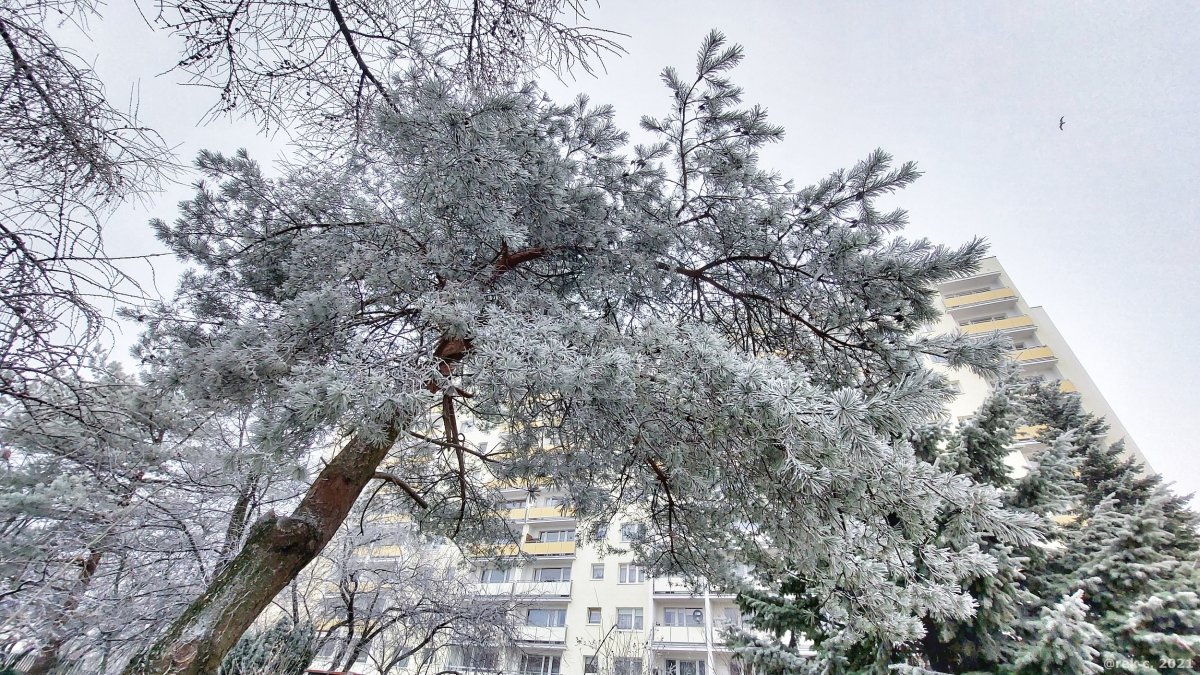 Prenumerata za zdjęcie: Park Modrzewie