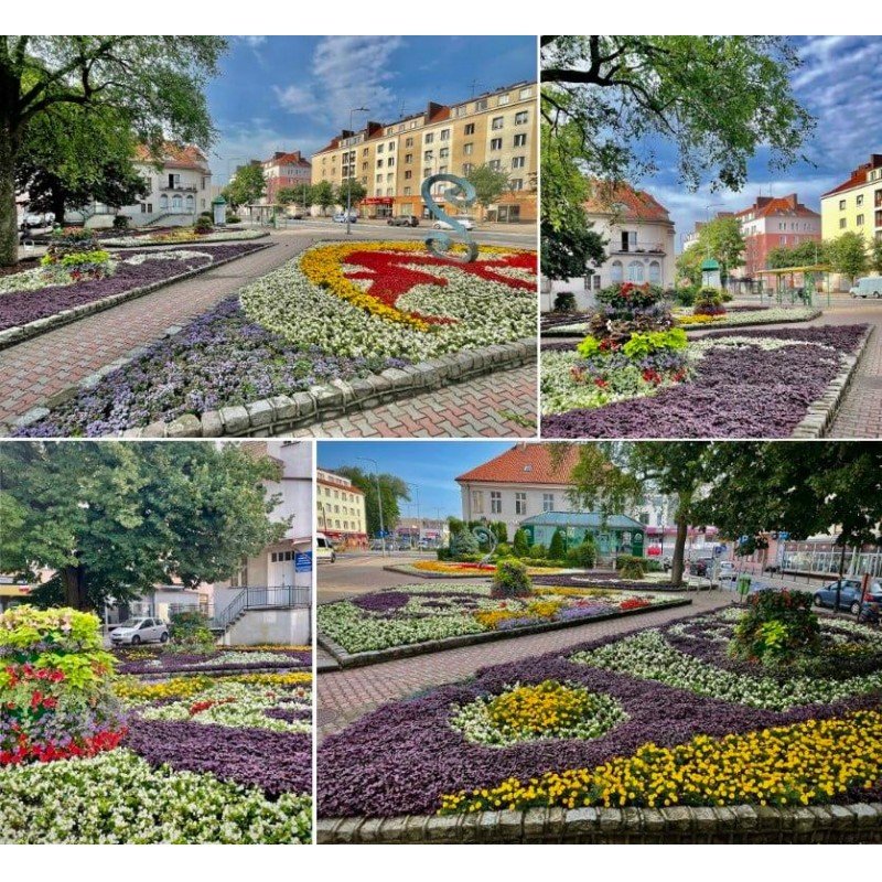 Flower Power 2021: Zagłosuj na Elbląg!