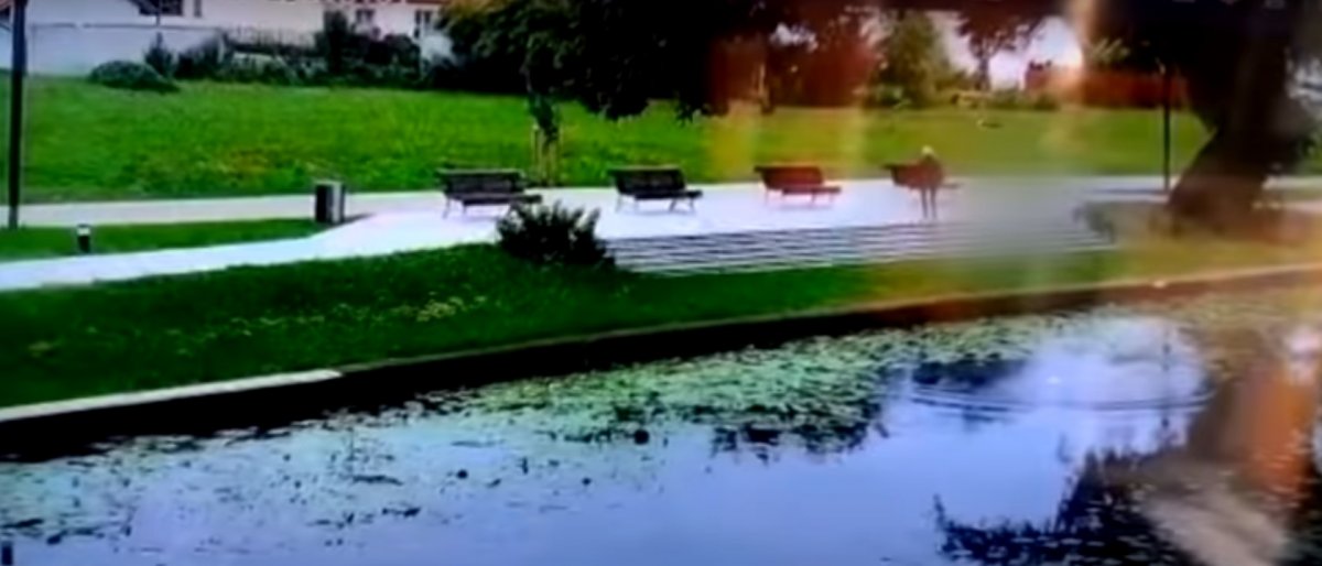 Nowy Dwór Gdański: 67-latka chciała utopić kocięta, inna kobieta przyszła im z pomocą [VIDEO]