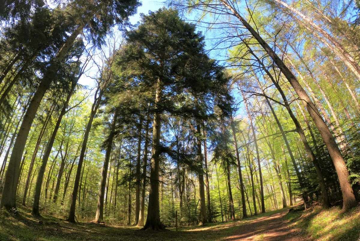 Drzewo Roku 2021: Poznaliśmy zwycięzcę