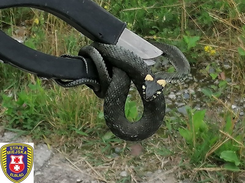 Interwencja Straży Miejskiej: wąż na prywatnej posesji