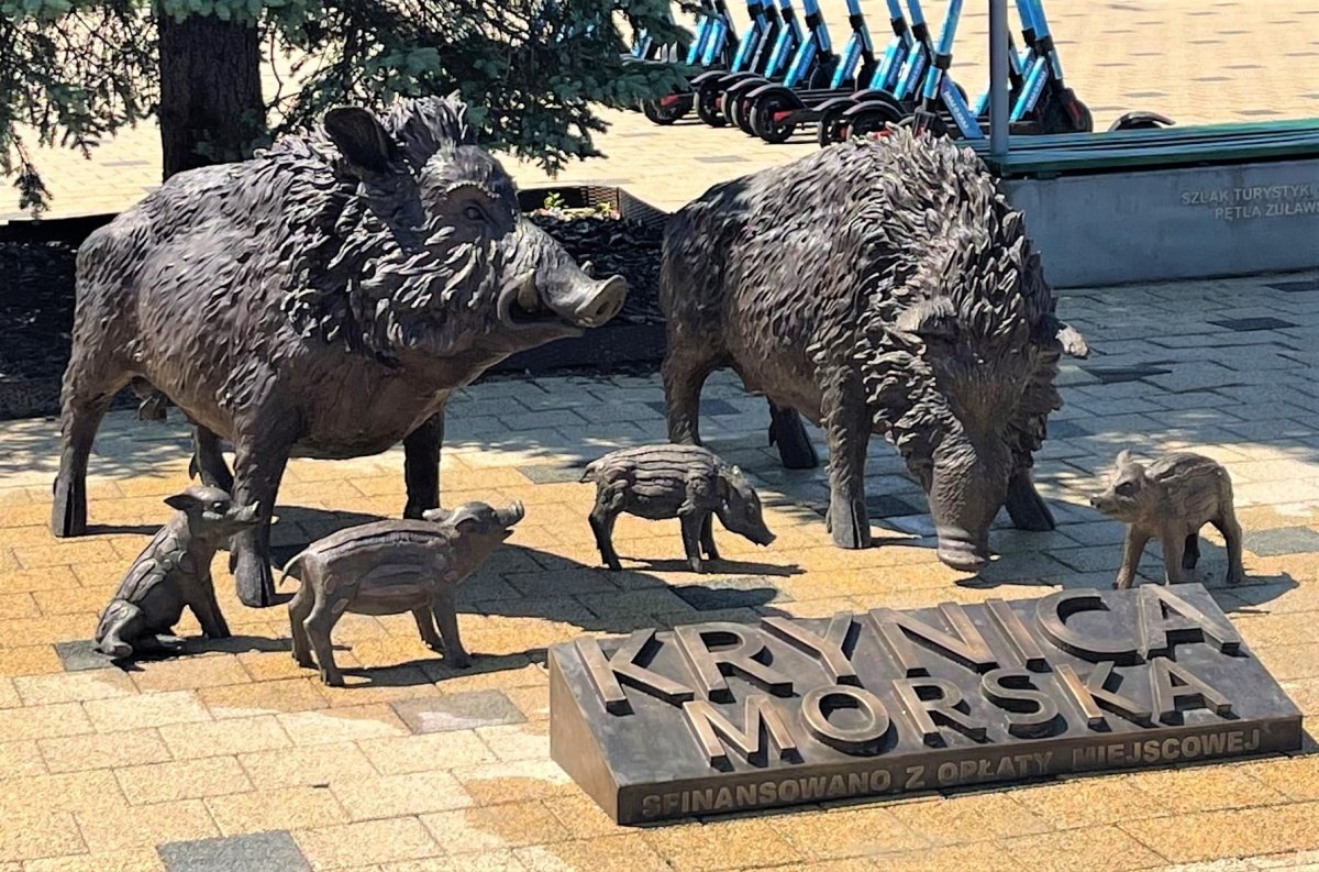 Stado dzików w centrum miasta