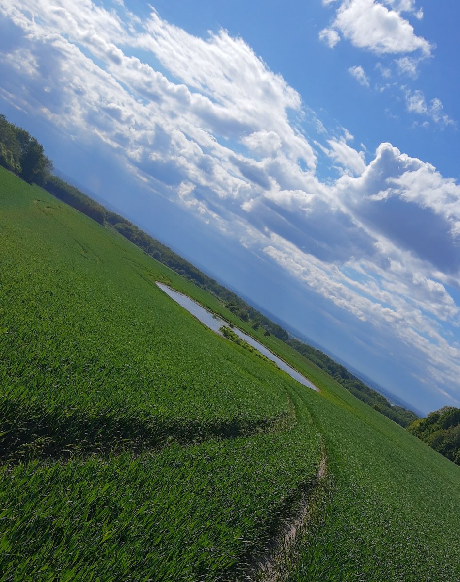 Prenumerata za zdjęcie: Modrzewina