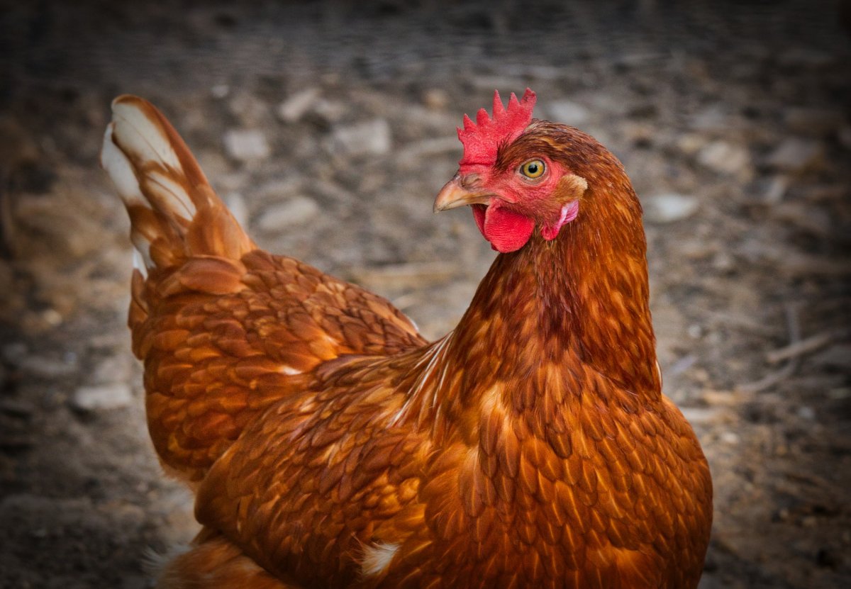 Ogniska grypy ptaków w powiecie elbląskim