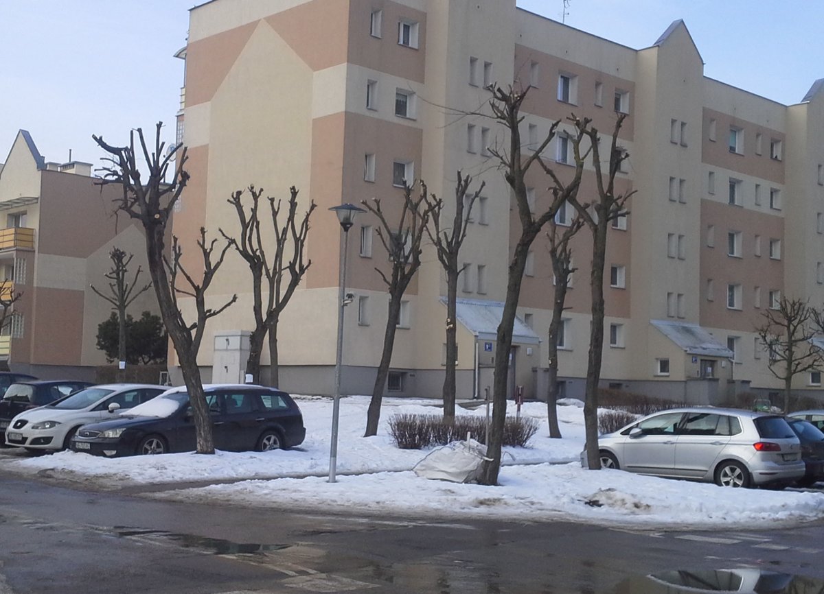 Drzewa wyglądają jak słupy [ZDJĘCIA]