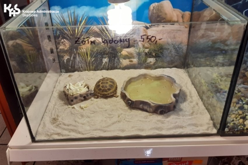 Nielegalne okazy zwierząt w sklepach zoologicznych