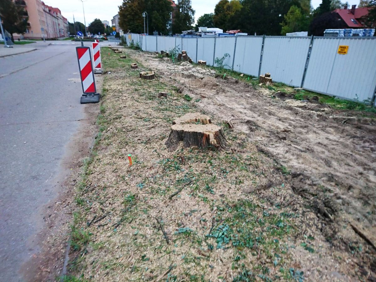 Wycięto 27 drzew