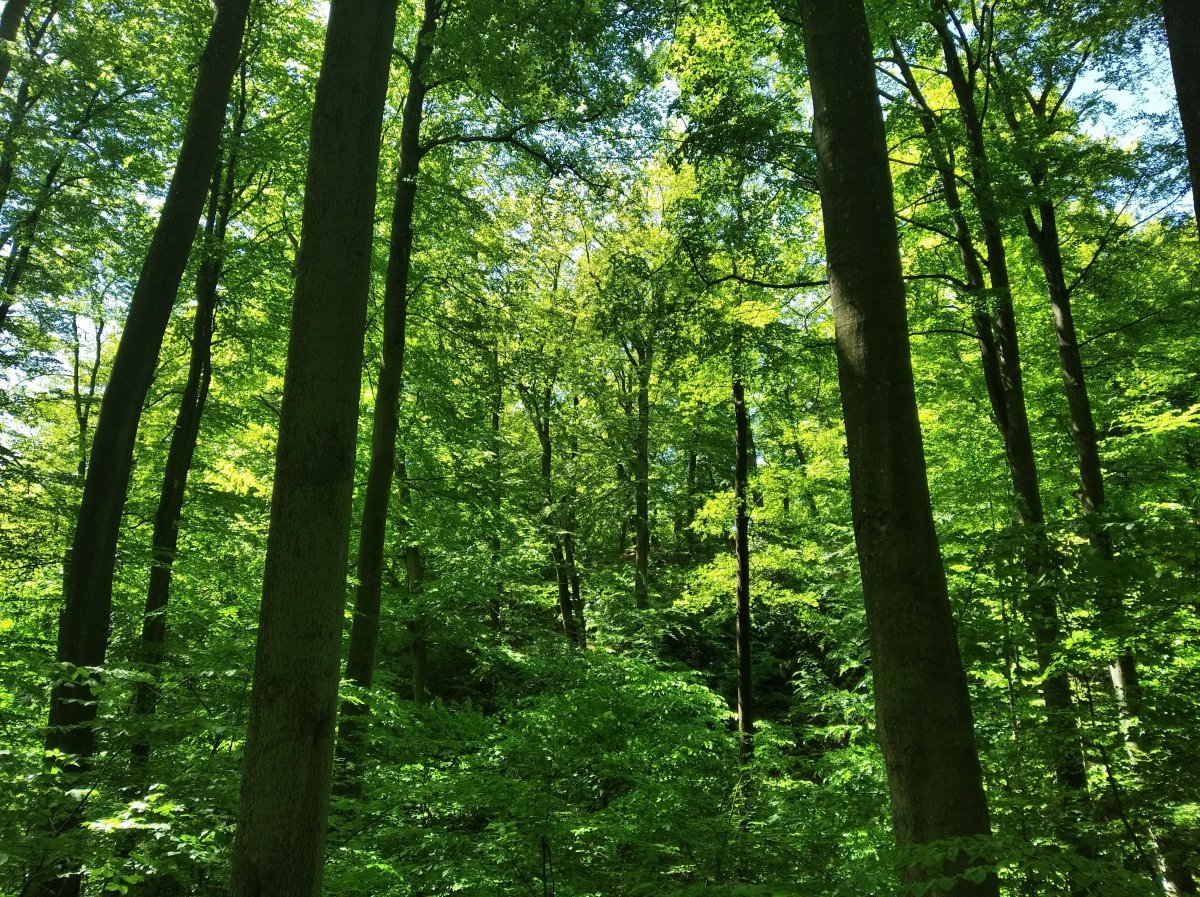 Trwają prace w Leśnictwie Dębica
