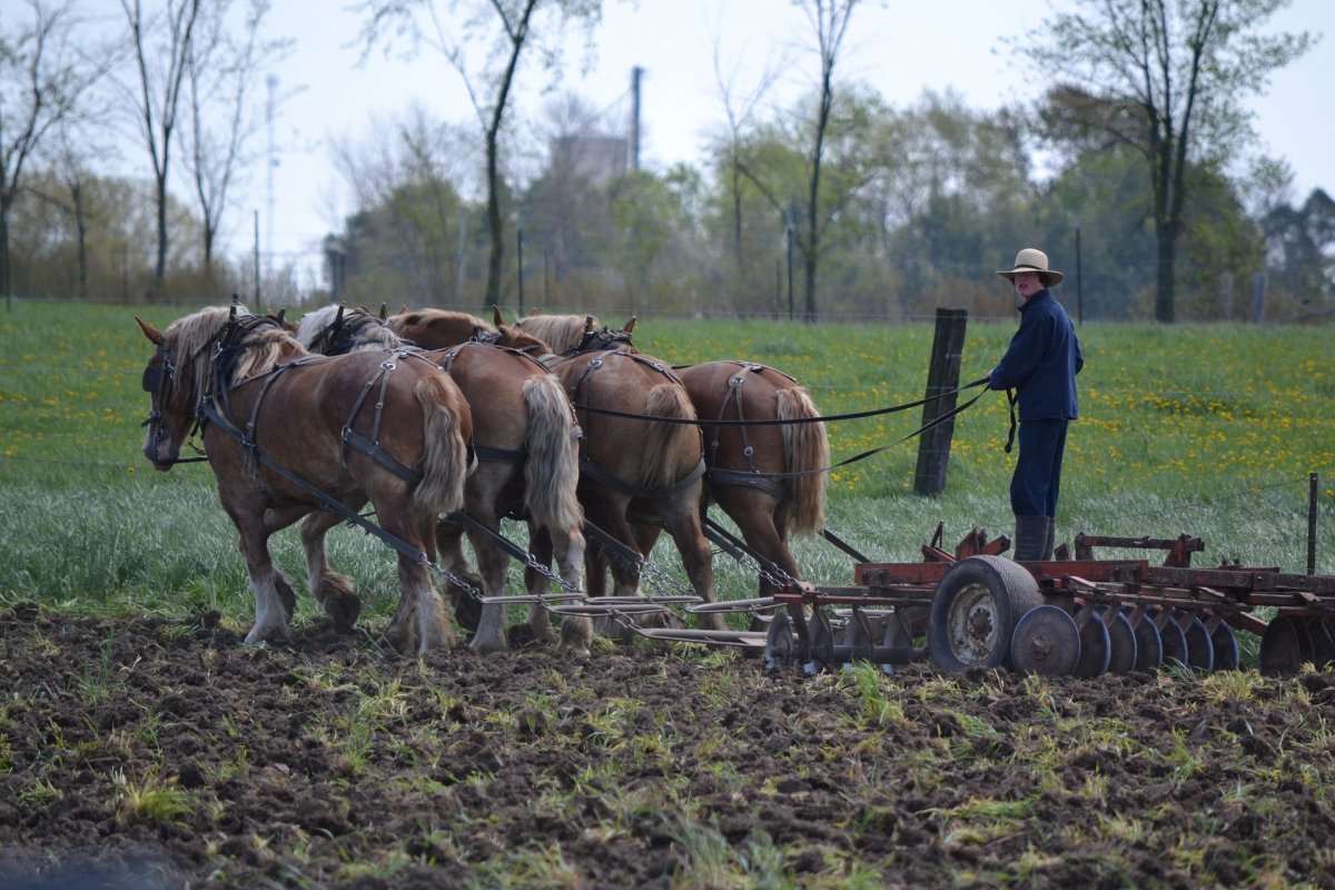 Mennonici nigdy nie zapomnieli o Żuławach
