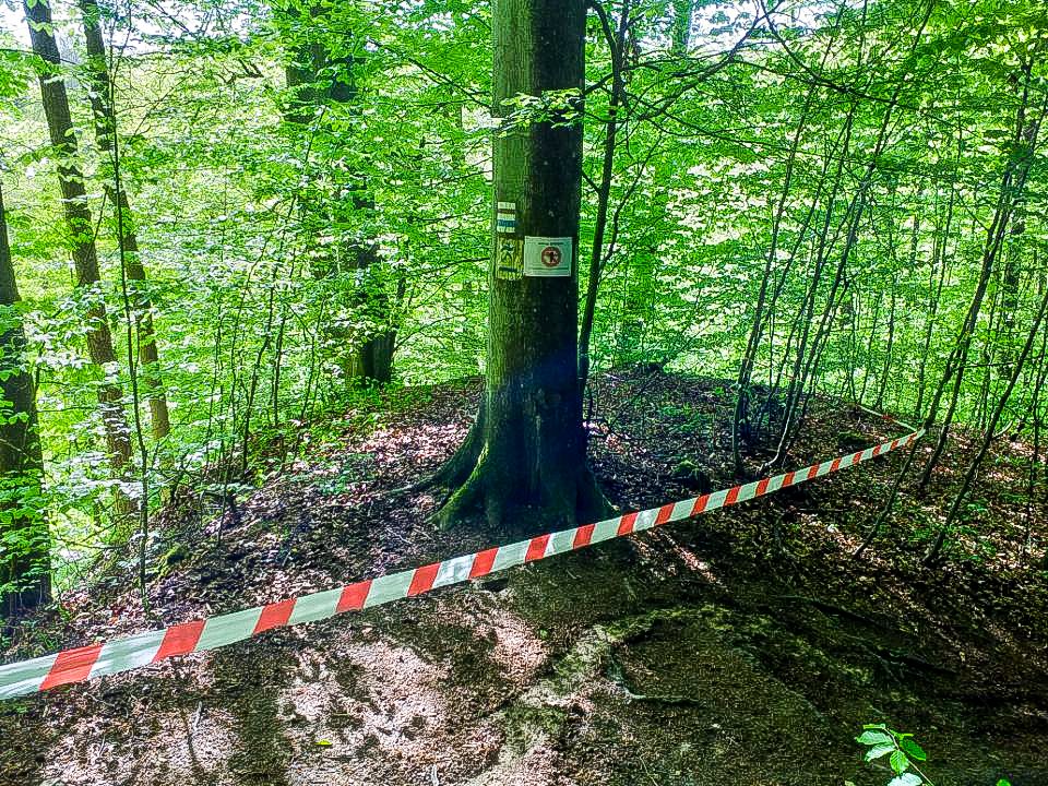 Uwaga na szerszenie przy czerwonym szlaku w Bażantarnii!