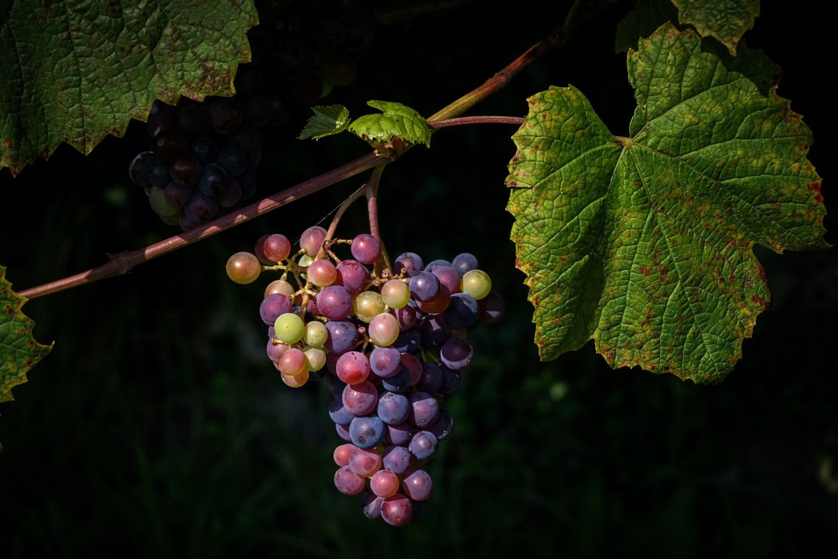 Skąd Krzyżacy brali wino?