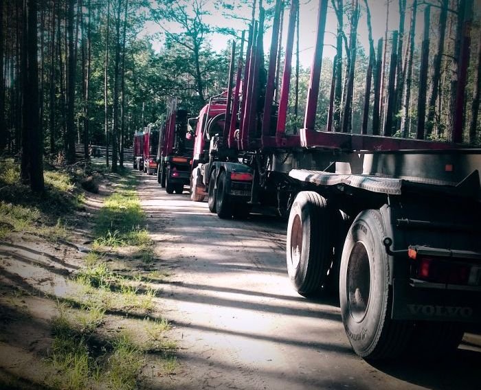 Wywożą drewno z lasu, niszczą drogę gminną

