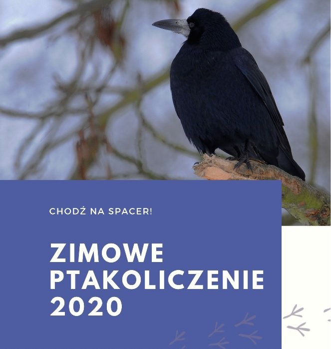 Zimowe ptakoliczenie z PTTK