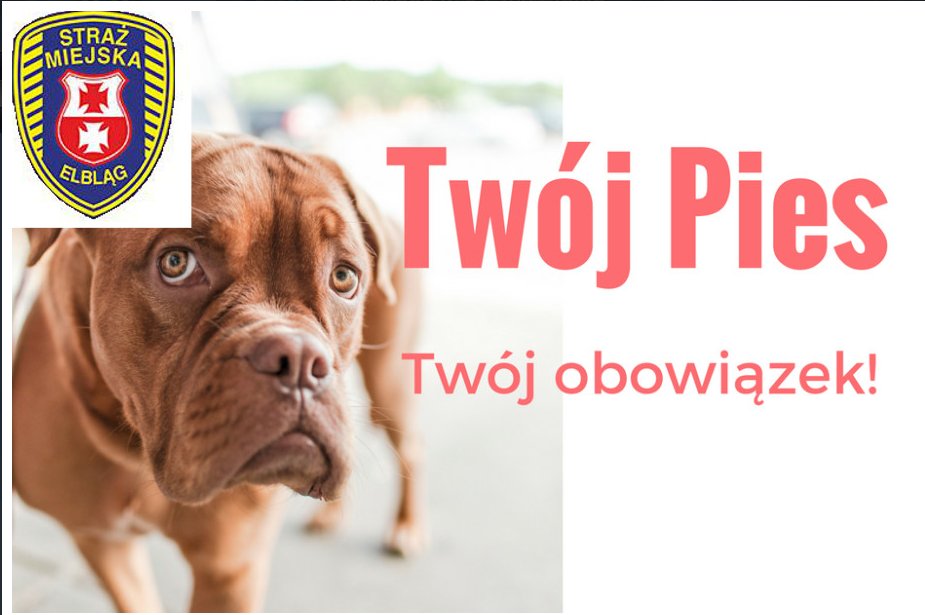 Nieodpowiednio zajmujesz się pupilem? Grozi ci kara do 1000 zł