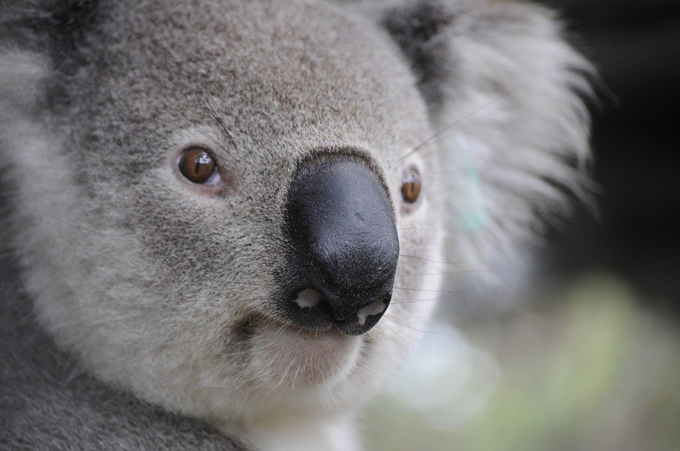 Adoracja w intencji Australii