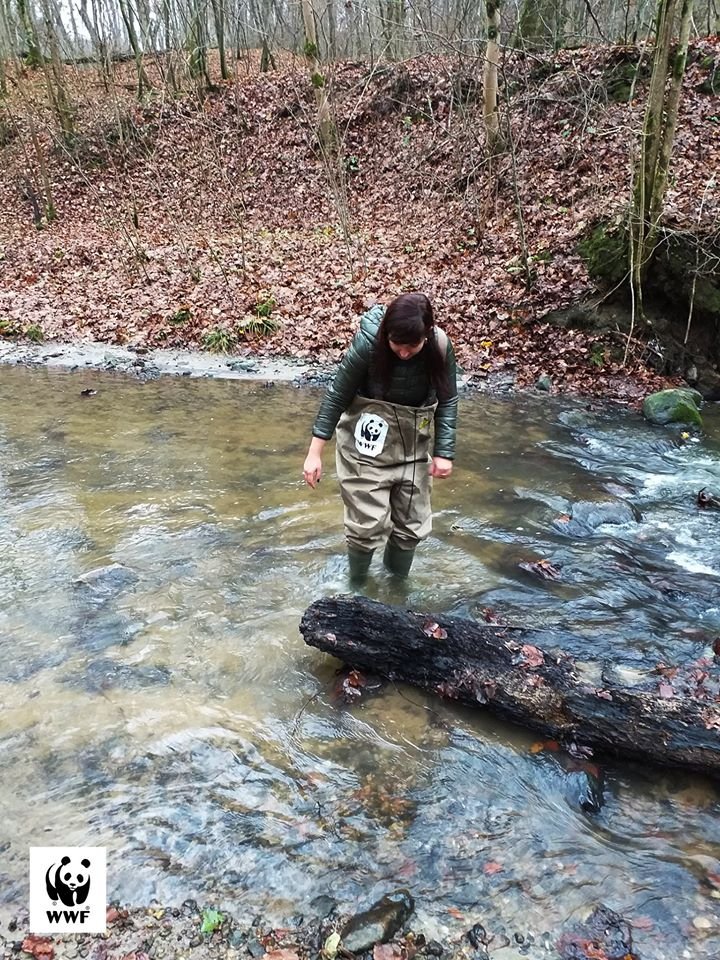 „Projekt regulacji Srebrnego Potoku jest niedorzeczny” – piszą przedstawiciele WWF - AKTUALIZACJA