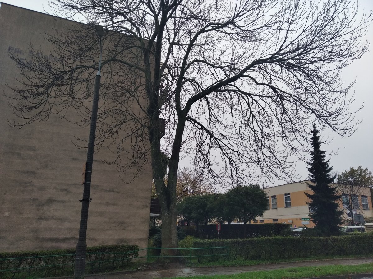 Ważą się losy jesionu przy Płk. Dąbka