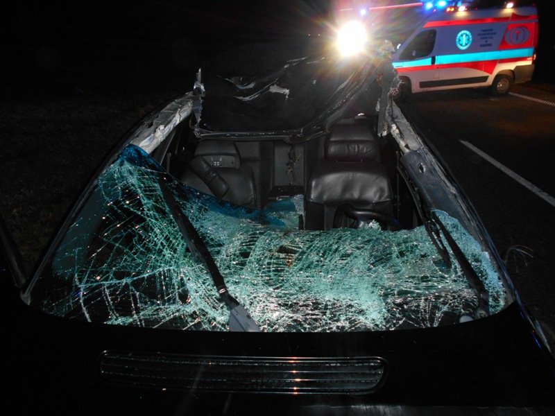 Auto zderzyło się z... łosiami! [ZDJĘCIA]