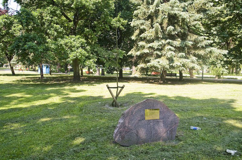 Szarpali, łamali a nawet ścięli Dąb Wolności [ZDJĘCIA]