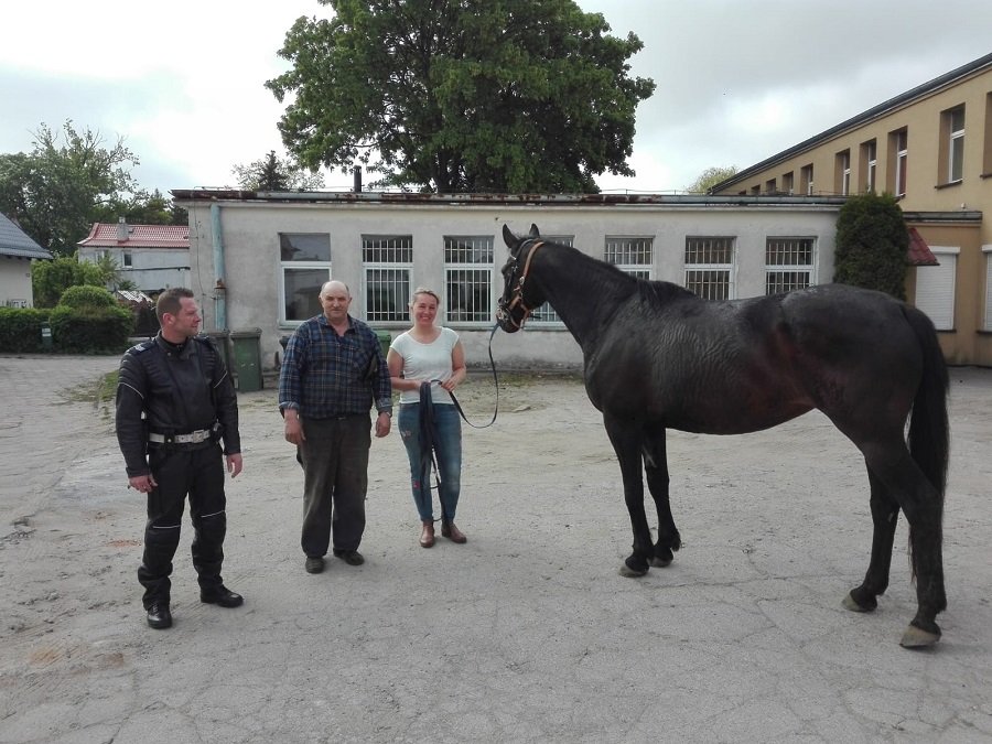 Policjanci ujarzmili biegającego po mieście konia