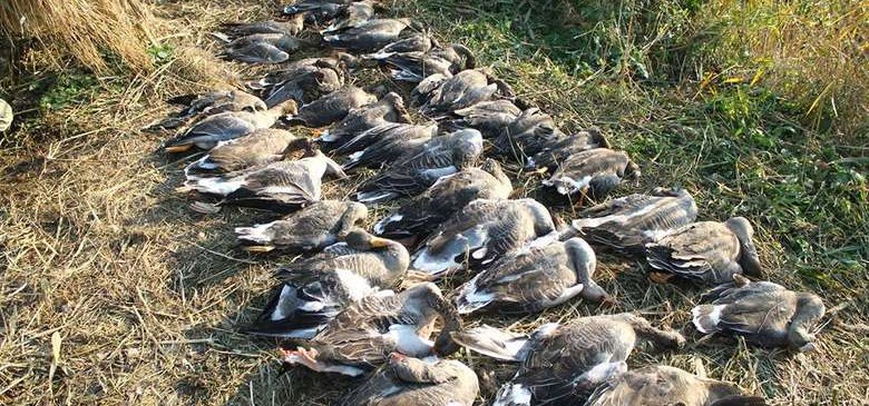 Myśliwi z Włoch wybili nad Zalewem Wiślanym około tysiąc ptaków. Nie byli świadomi, że naruszyli prawo