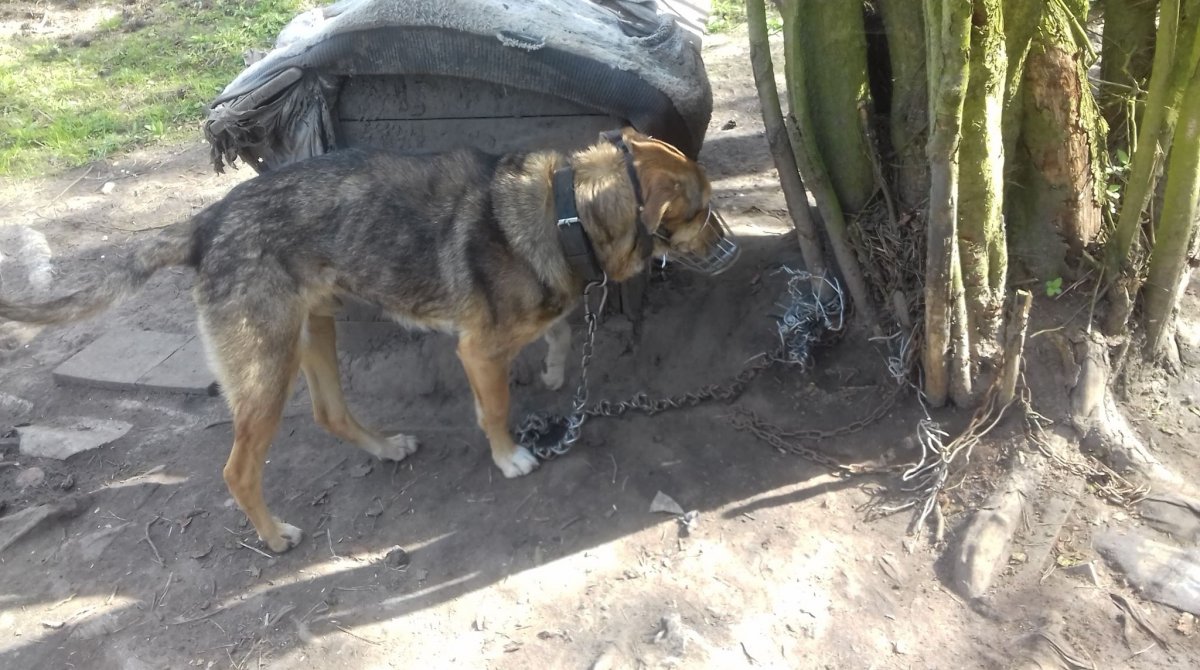Dwa lata w kagańcu… Interweniowała policja