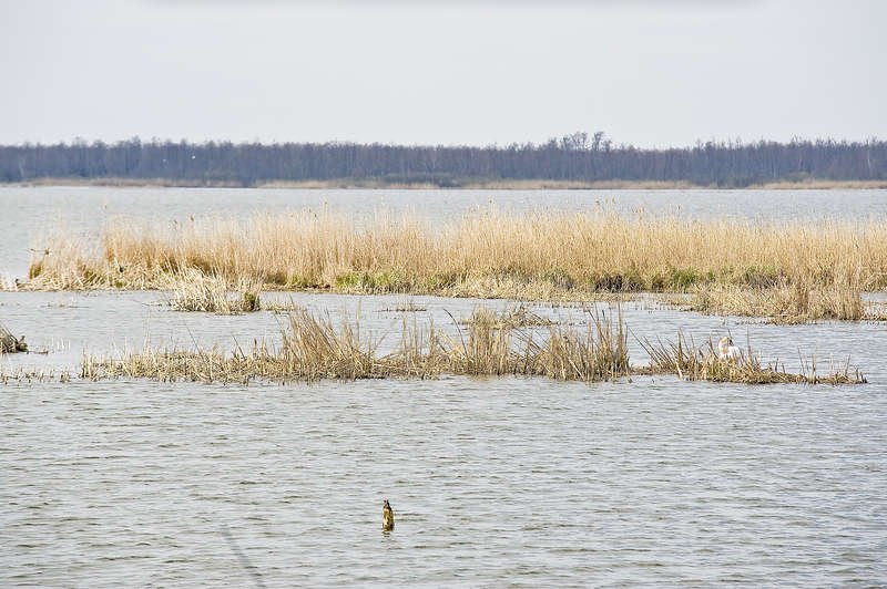 Odbudowa wieży nad jeziorem Drużno możliwa, ale trudna
