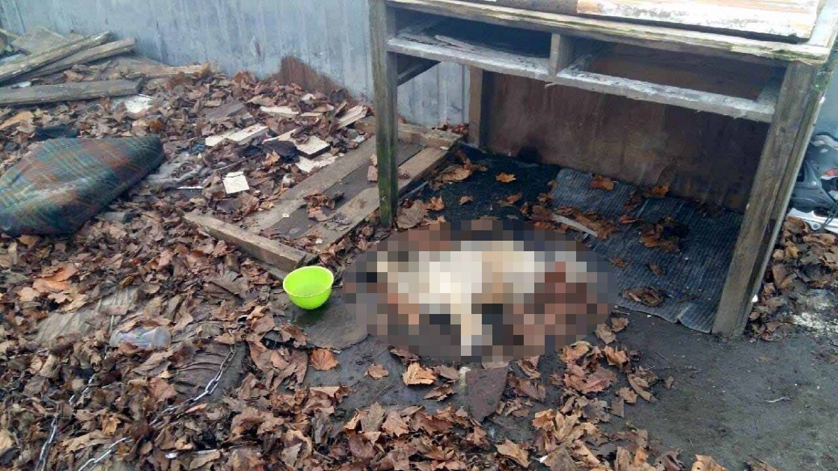 Przywiązana do łańcucha konała kilka tygodni. Jest akt oskarżenia przeciwko kobiecie, która zagłodziła psa