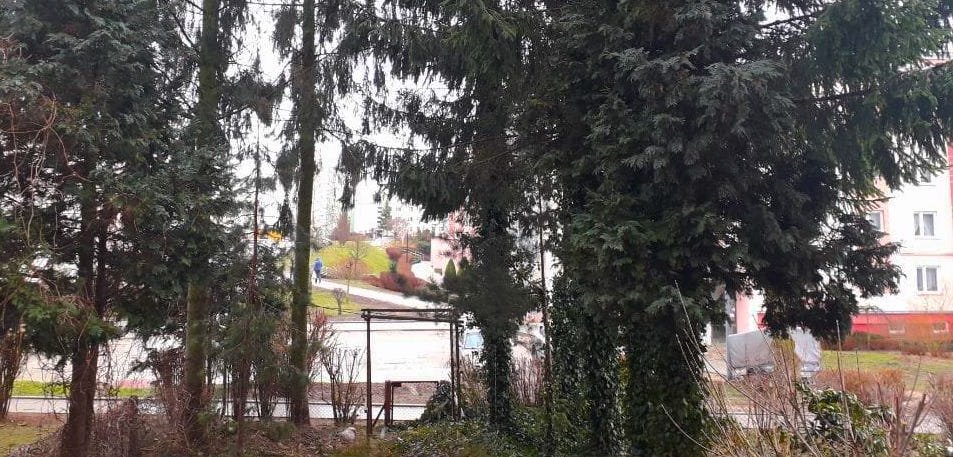 Nie chcą świerków, bo mają przez nie wilgoć w mieszkaniach