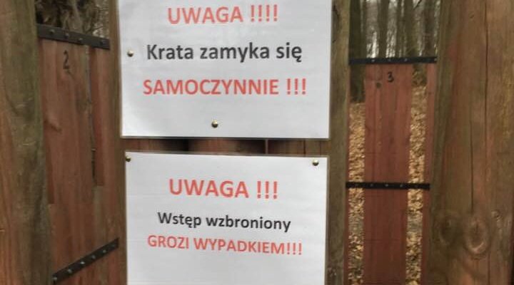 Odłownie na dziki w Bażantarni. Lepiej się do nich nie zbliżać