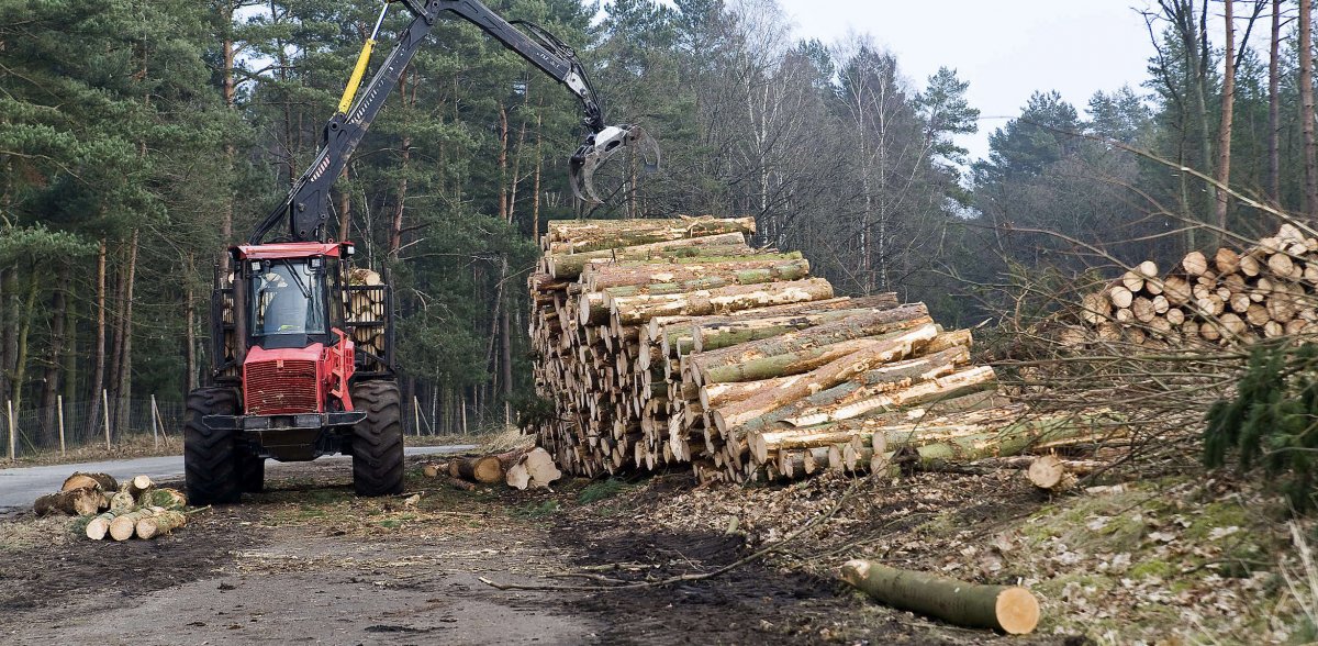 Na Mierzei wycięli 10 tysięcy drzew pod planowany przekop