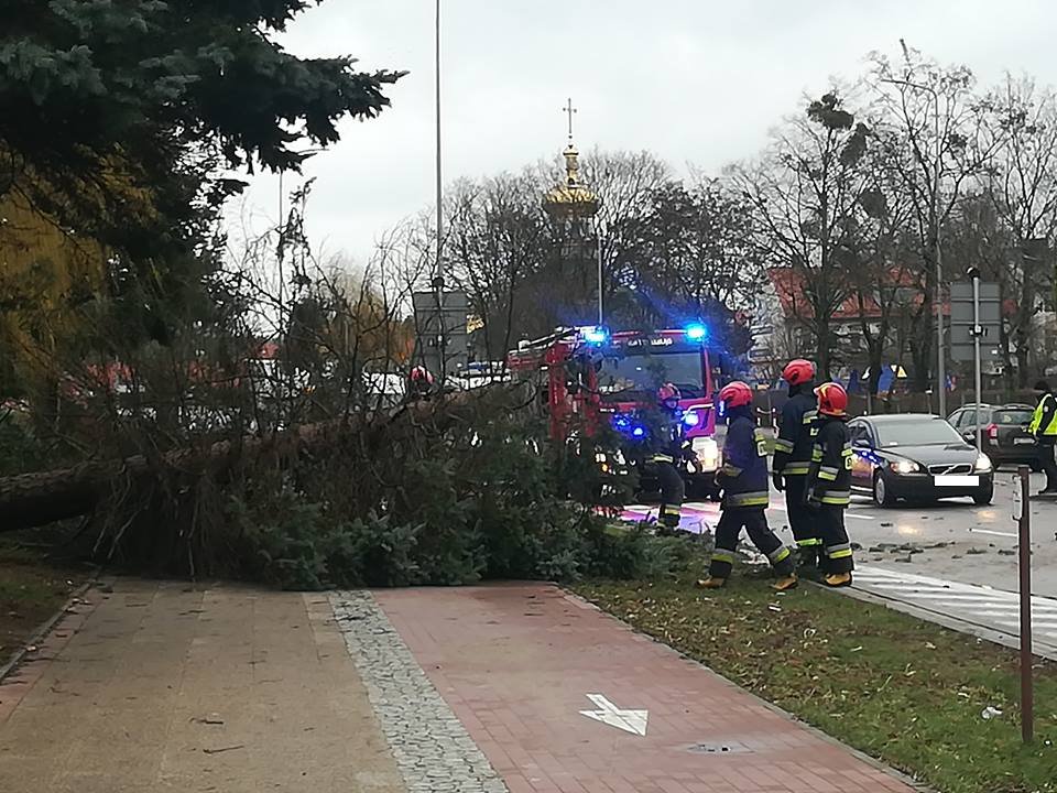 Wiatr wyrwał drzewo przy ulicy Nowowiejskiej