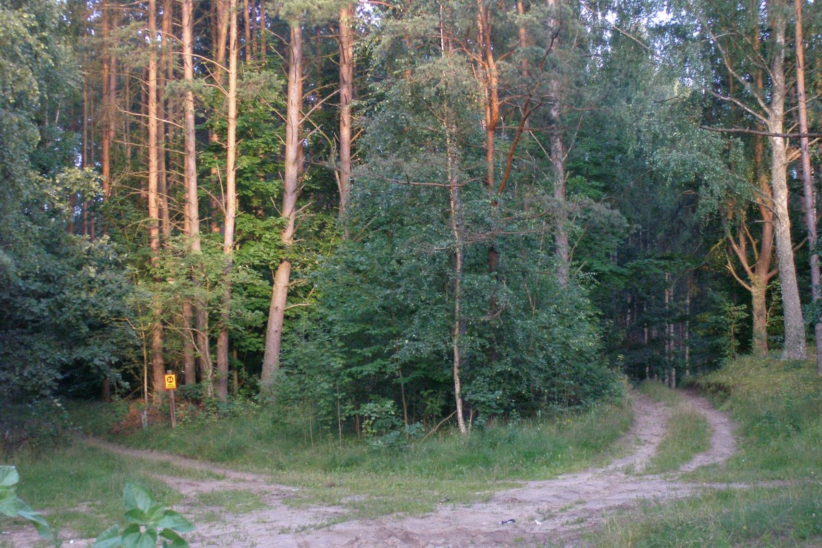 Tu wyrośnie nowy las. Utrudnienia na szlaku koło Elbląga