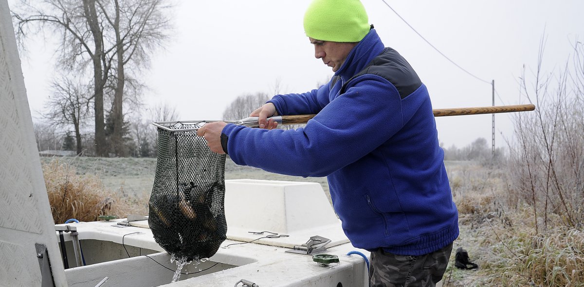 Wypuścili 300 kg ryb do rzeki. Tak walczą ze skutkami katastrofy ekologicznej [zdjęcia]