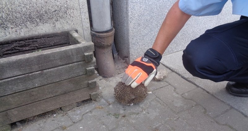 Utknął między rynną a ścianą. Strażnicy miejscy uratowali jeża