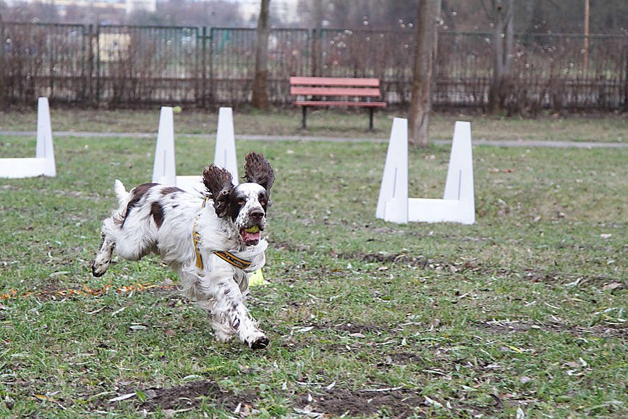 Głosuj na elbląską Doglinkę w konkursie 