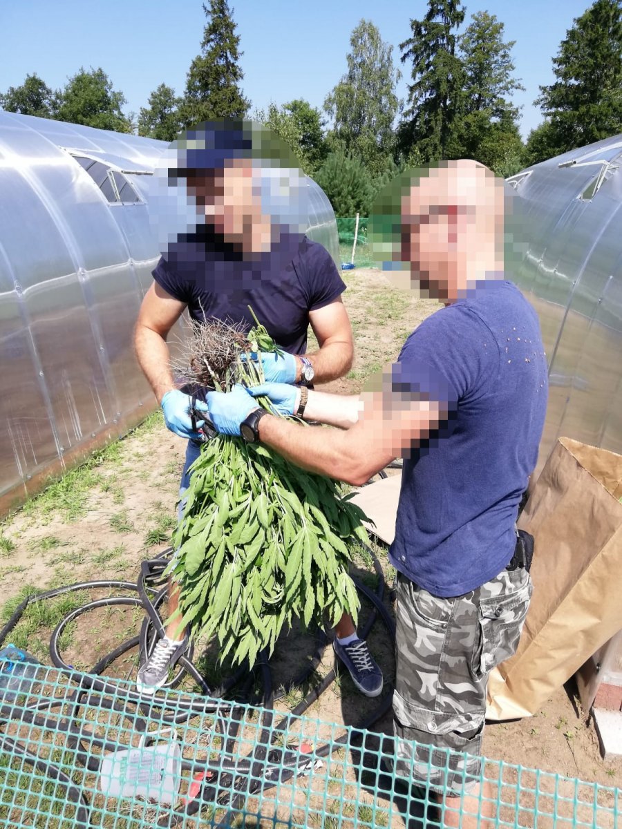 Miał nawet książkę o uprawie konopi. Policjanci zlikwidowali plantację marihuany 30-latka z Pasłęka