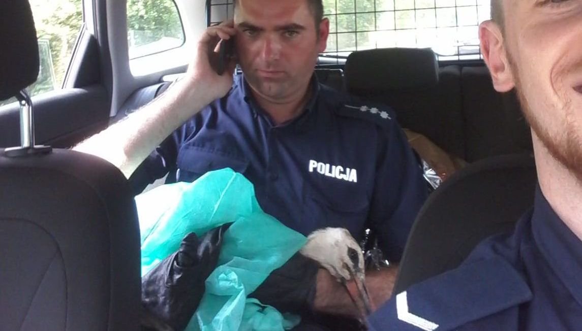 Młody bocian uderzył w linię wysokiego napięcia. Na ratunek przyjechali policjanci