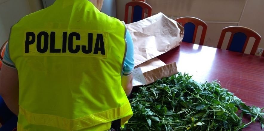 Wśród kukurydzy i pszenicy. Hodowali konopie indyjskie koło 