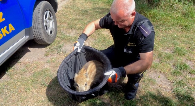 Młody dzik zagubił się na działkach
