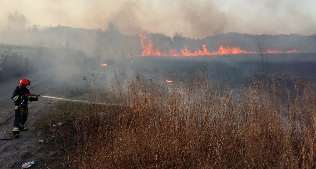 Pożar trawy przy ul. Łęczyckiej. Zagrożonych było kilka budynków [zdjęcia]