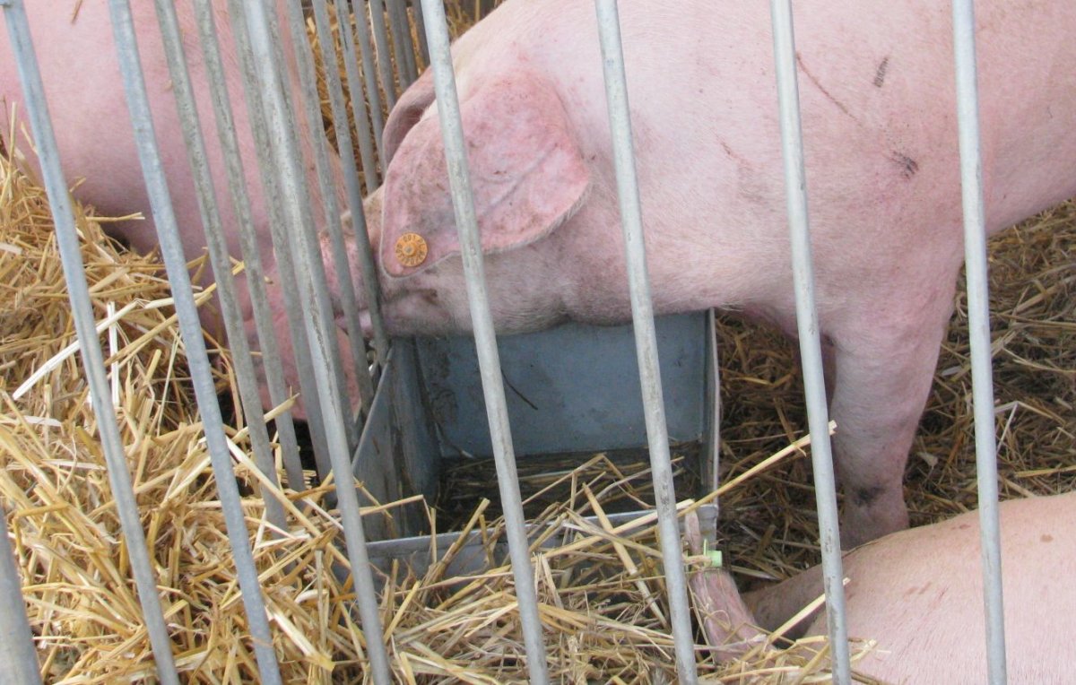 Afrykański pomór świń naciera na Elbląg