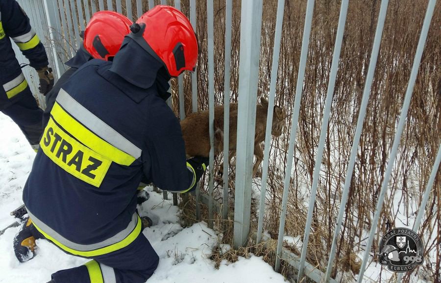 Sarna utknęła w ogrodzeniu. Nietypowa interwencja strażaków