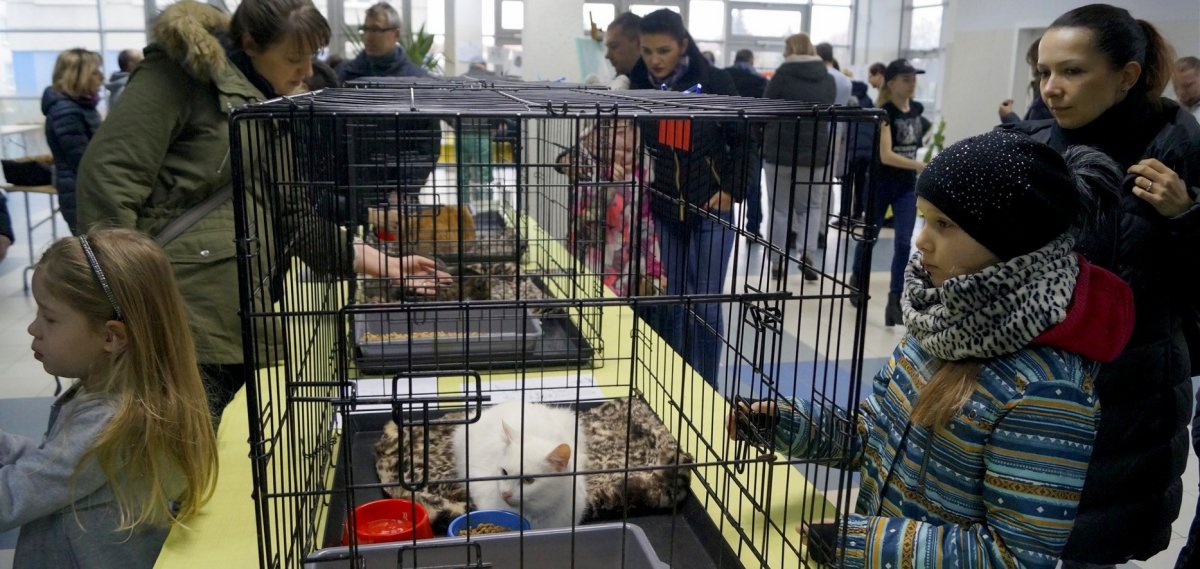 Szare, bure lub pstrokate... Tak było na Elbląskiej Rewii Kotów [zdjęcia]