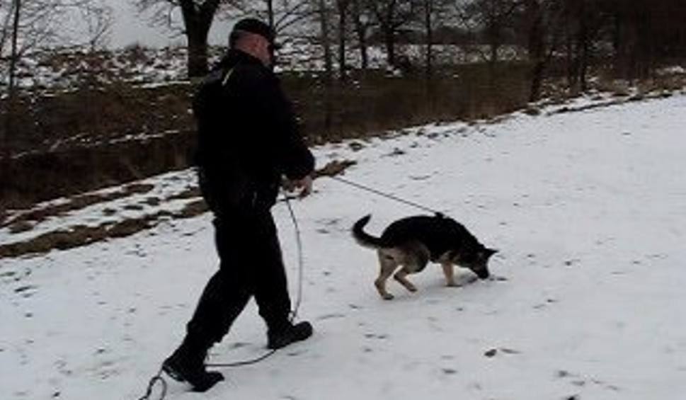 Pies wytropił włamywaczy. Doprowadził policję pod drzwi ich mieszkania