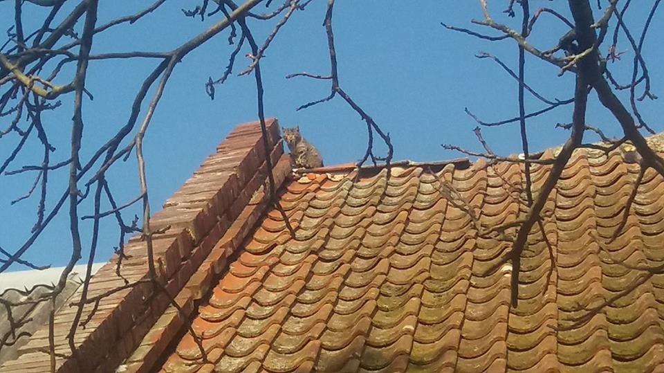 Kot uciekał przed psami i utknął na dachu. Na pomoc wezwano strażaków