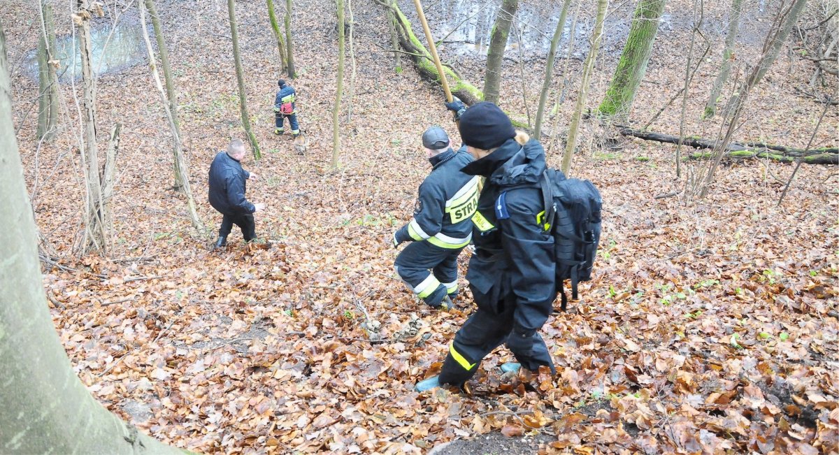 Zaginął 37-latek z Elbląga. Tak szukali go w lesie na Modrzewinie [zdjęcia]