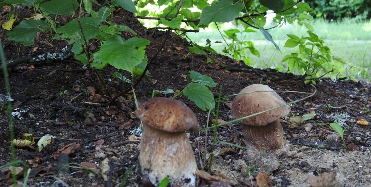 65-letni grzybiarz zgubił się w lesie
