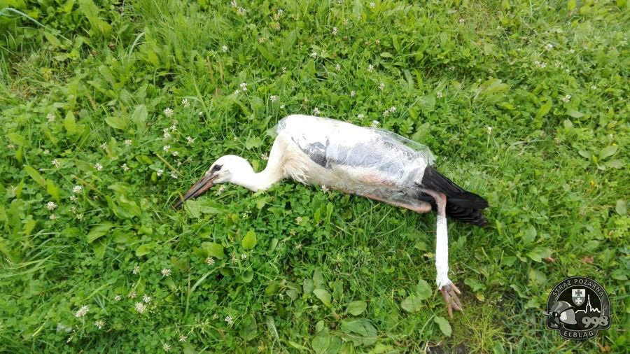 Nietypowa interwencja elbląskich strażaków... Ruszyli na pomoc bocianowi